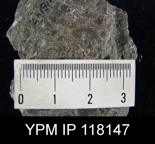 Brachyprion gilpeni