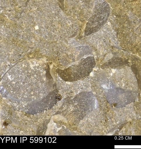 undet. Bryozoa