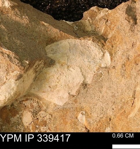 undet. Mollusca