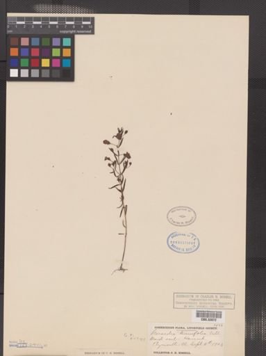 Agalinis tenuifolia