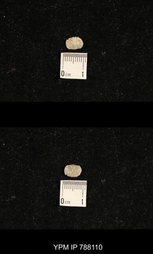 undet. Brachiopoda