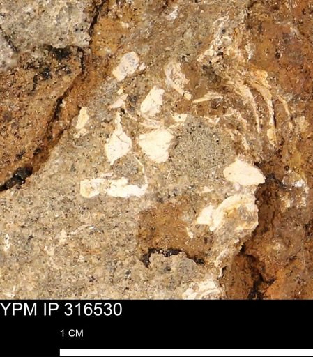 undet. Mollusca