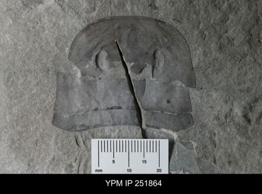 Eurypterus sp.