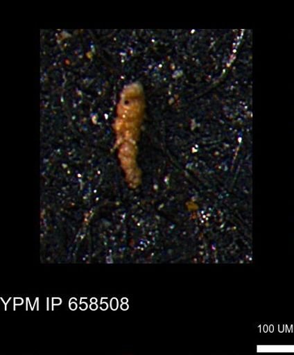 Verneuilinoides kansasensis