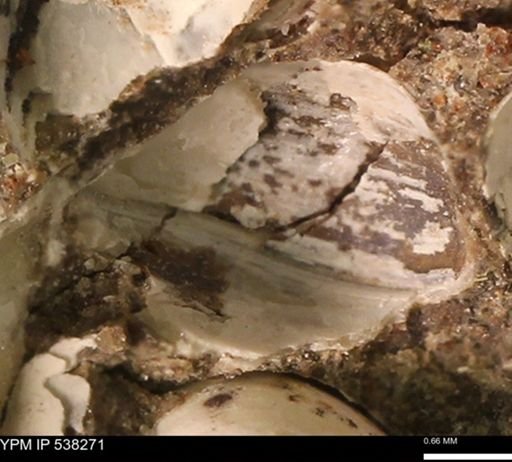 Corbulamella gregaria