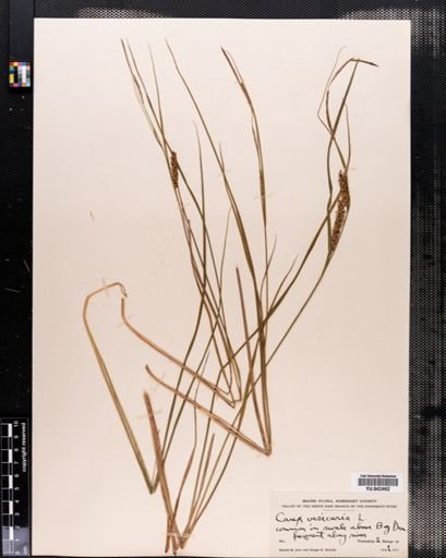 Carex vesicaria