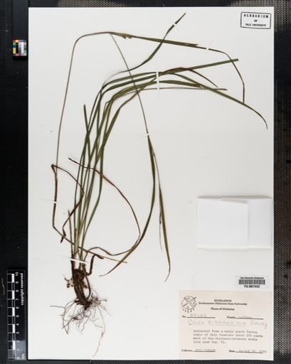 Plantae