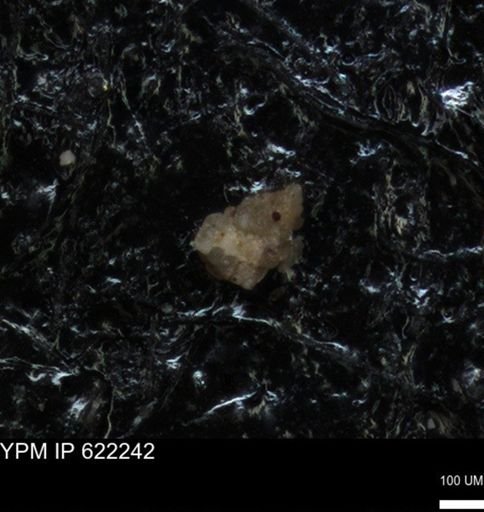 undet. Foraminiferida