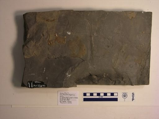 Pseudobradypus sp.