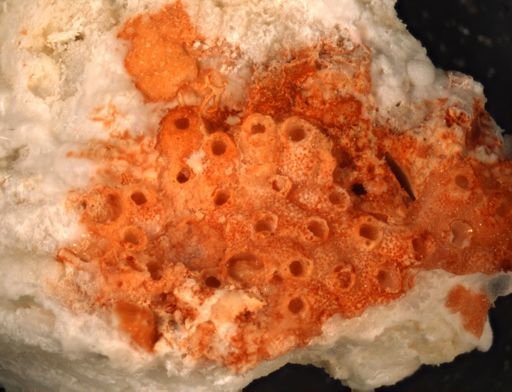 Lagenicella