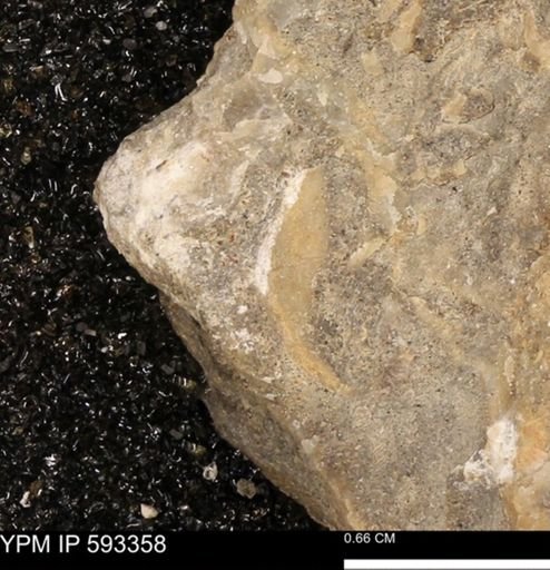 undet. Mollusca