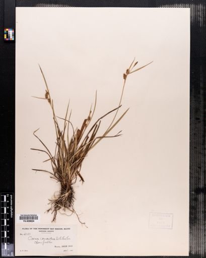 Carex conoidea
