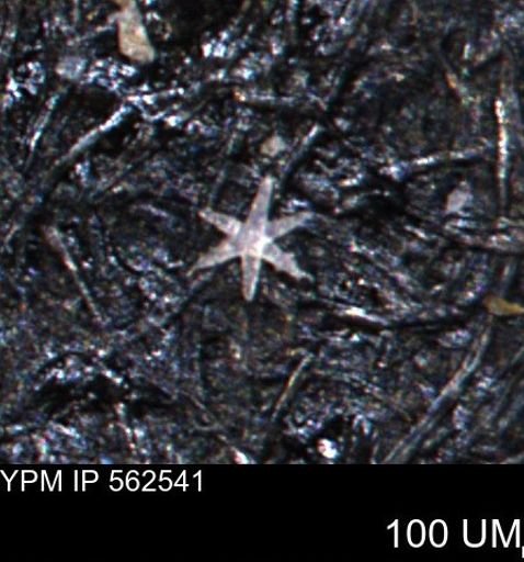 Porifera