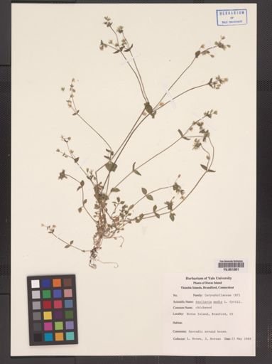 Stellaria media
