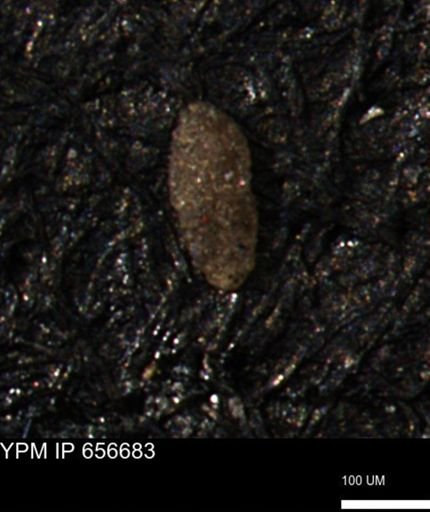 Miliammina manitobensis