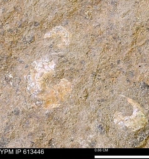 Scaphites sp.
