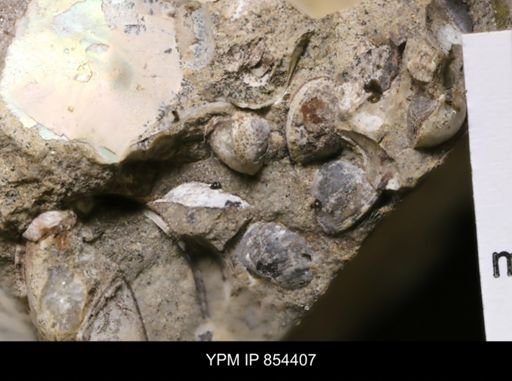 Protocardia sp.