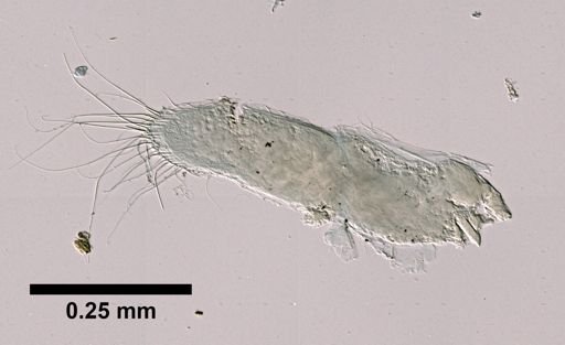 Anthelura affinis