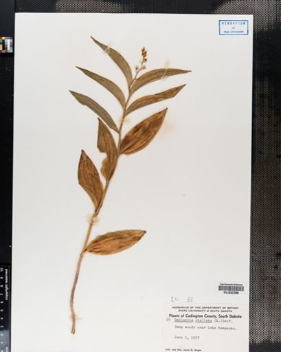 Maianthemum