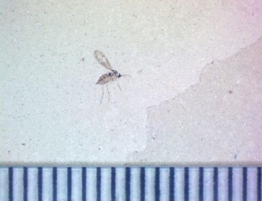 undet. Diptera