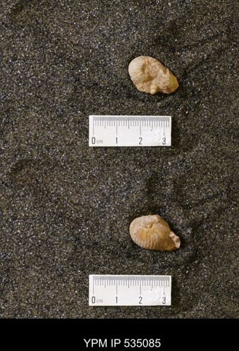 Scaphites cf. hippocrepis