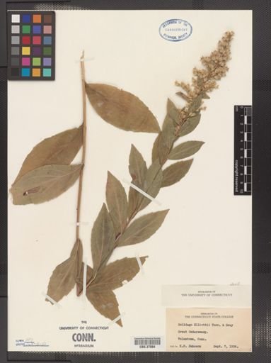 Solidago latissimifolia