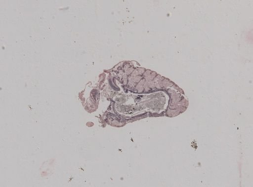 Crepidula plana