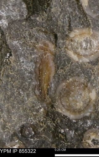undet. Mollusca
