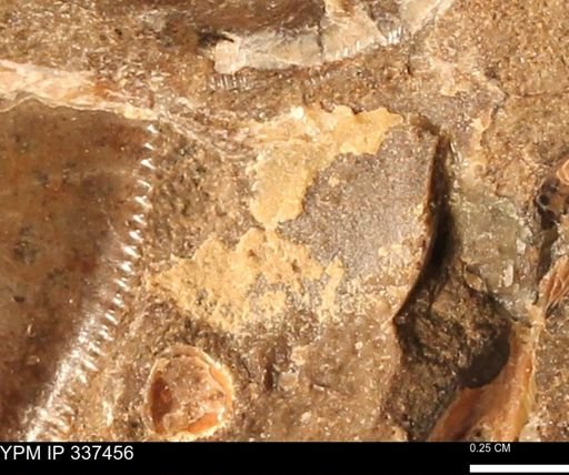 undet. Bivalvia