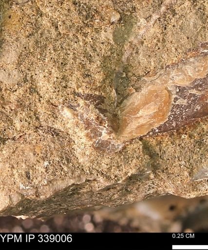undet. Bivalvia