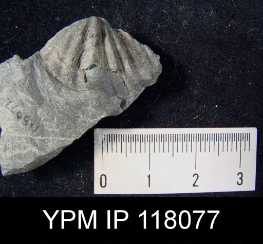 Spirifer subsulcatus