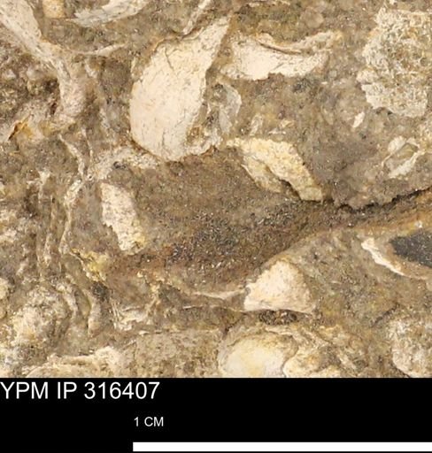 undet. Mollusca