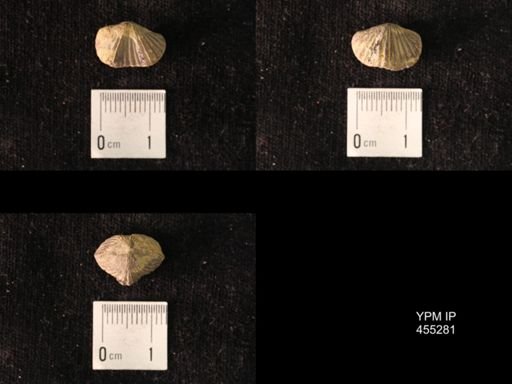Platystrophia juvenes