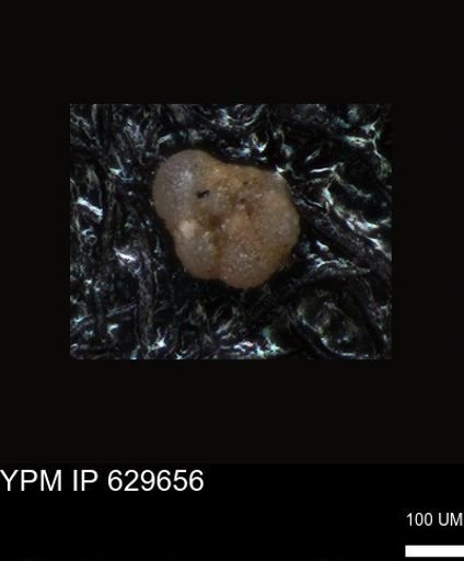 undet. Foraminiferida