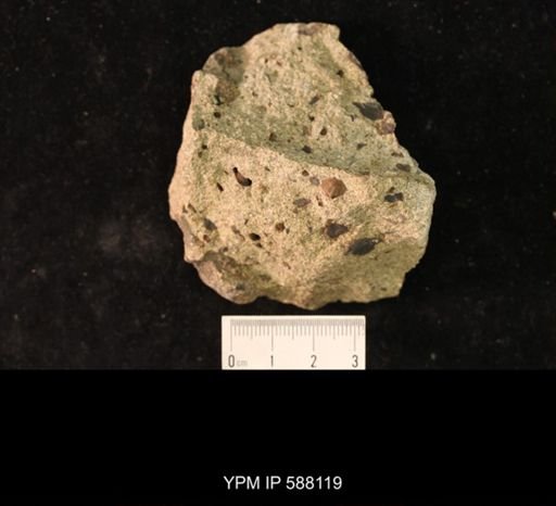 Platystrophia lynx