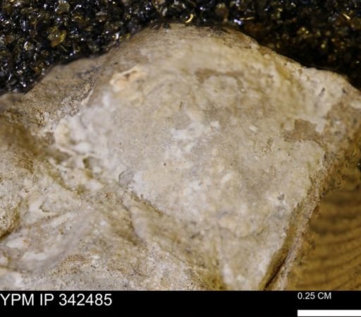 undet. Mollusca