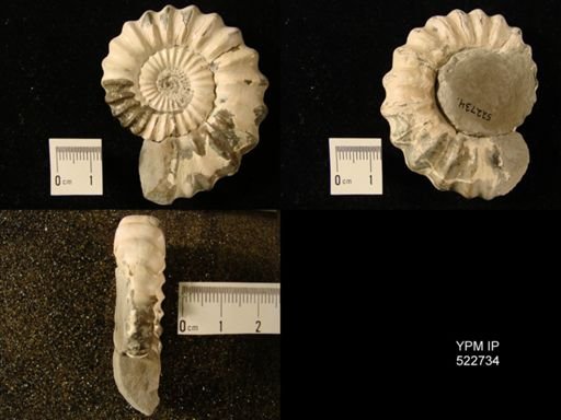 Androgynoceras brevilobatum