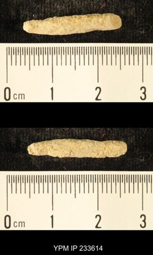 Archaeocidaris sp.