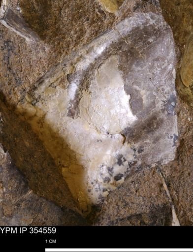 Pseudoptera subtortuosa