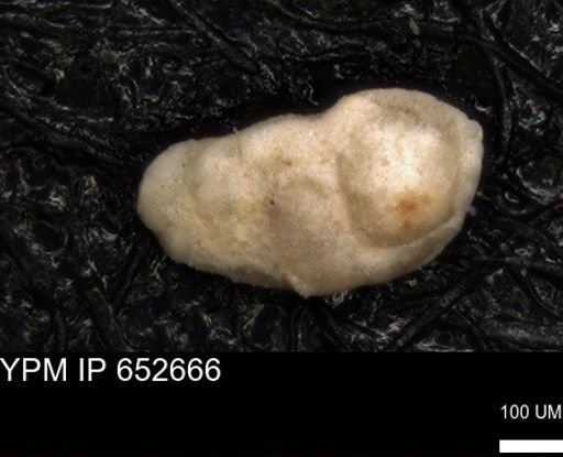 undet. Foraminiferida