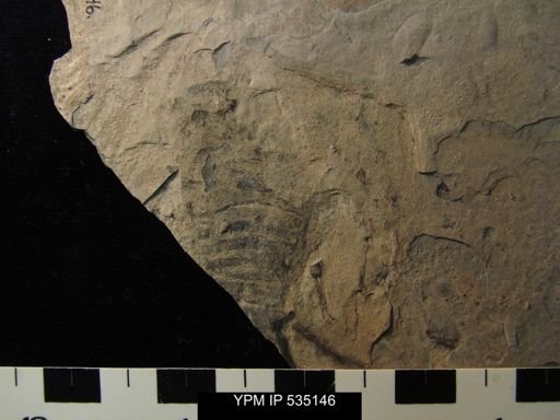 undet. Eurypterida