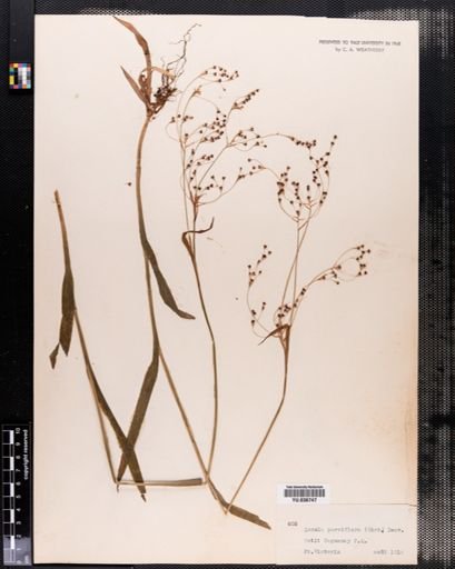 Luzula parviflora