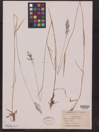 Panicum spretum