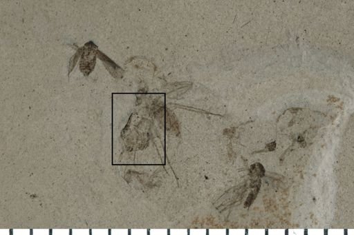 Auchenorrhyncha