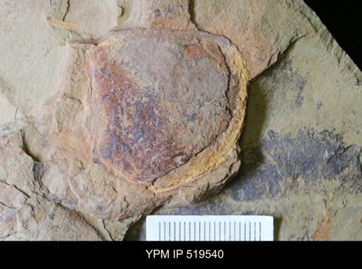 Tremaglaspis?