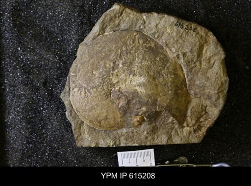 Coilopoceras novimexicanum
