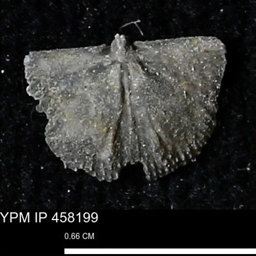 Chonetes mucronatus