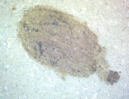 undet. Coleoptera
