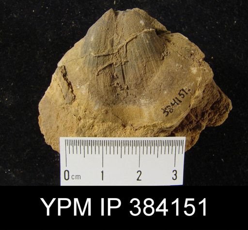 Costispirifer arenosus
