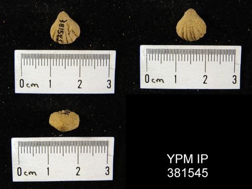 Uncinulus cf. gordoni